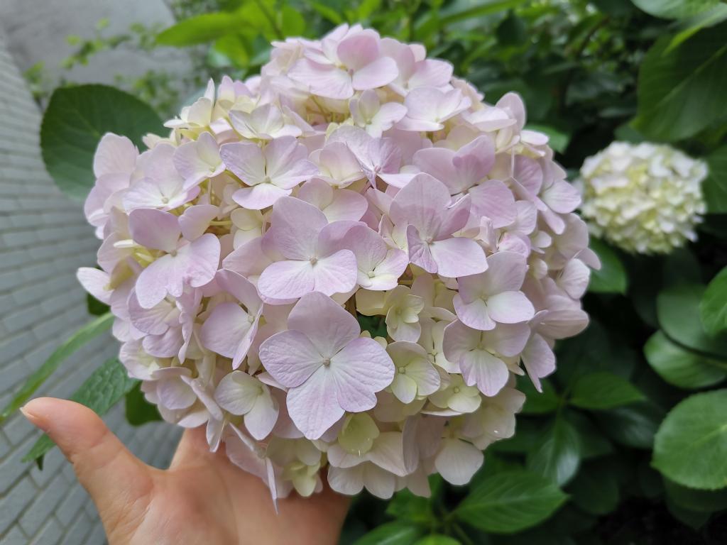 mk体育