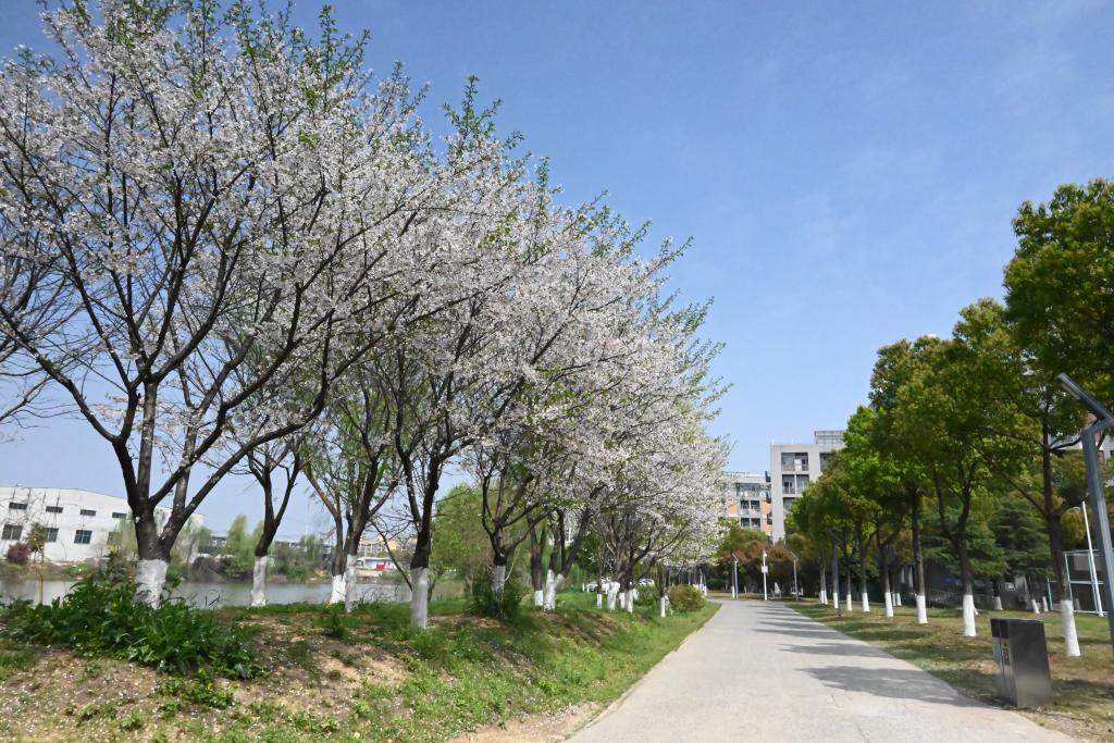 mk体育