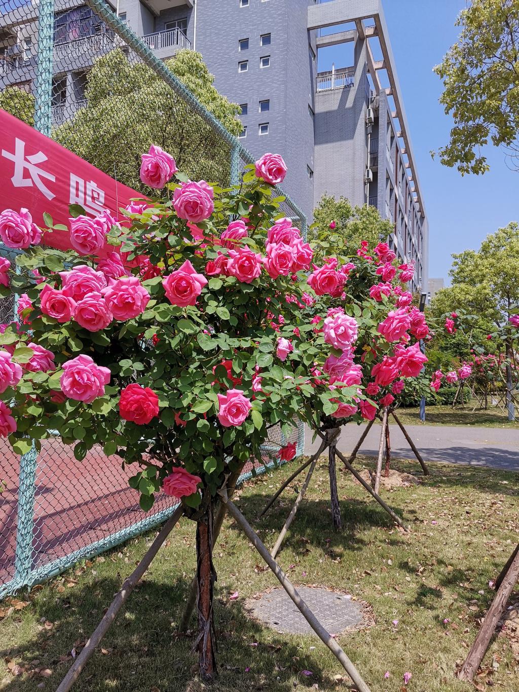mk体育